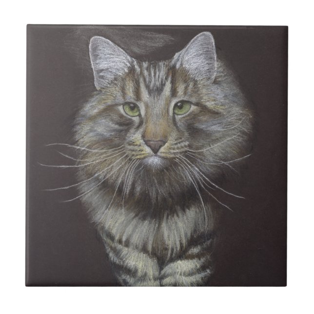 Maine Coon Cat (Frente)