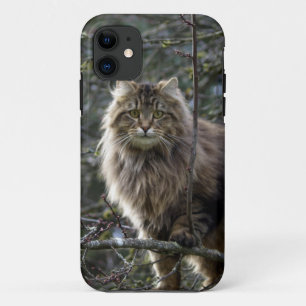 Maine Coon Cat Pet Capa de telefone