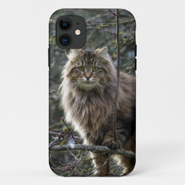 Maine Coon Cat Pet Capa de telefone (Verso)