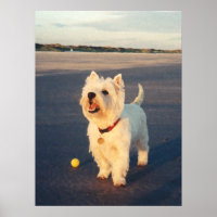 Mais Por Favor! Westie Ball Poster