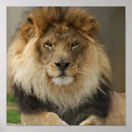 MAJESTIC LION POSTER