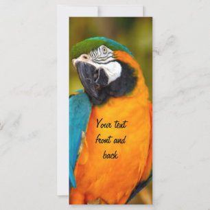 Majestpoderá Macaw