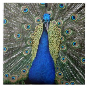Majexpressa Peacock