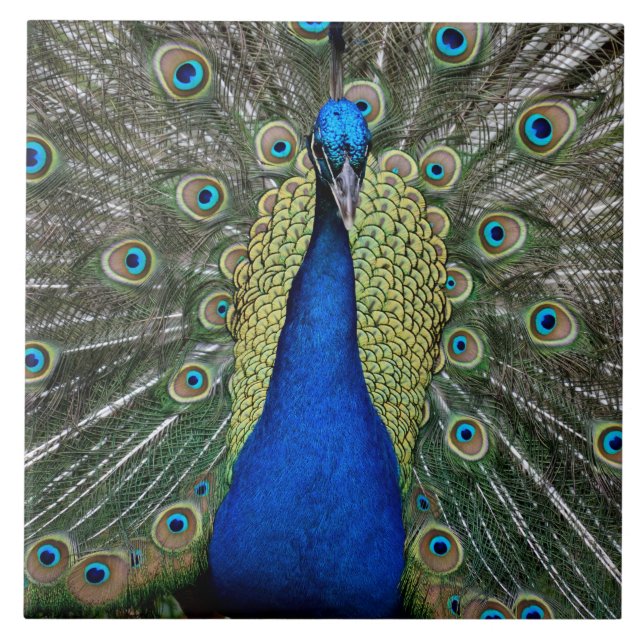 Majexpressa Peacock (Frente)