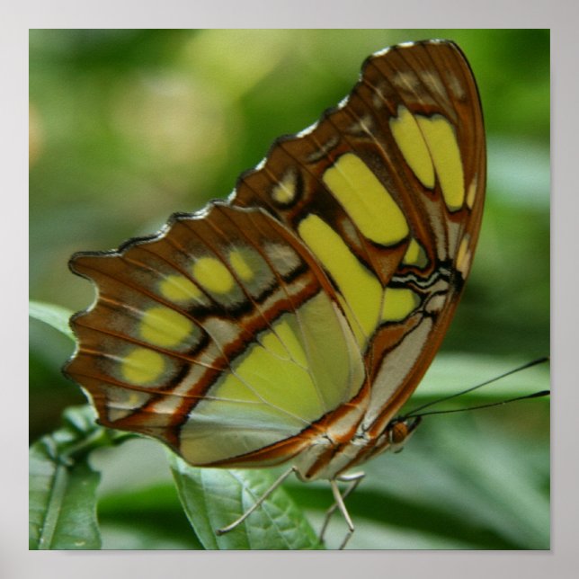 Malachite Butterfly Poster Print (Frente)