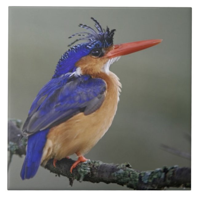 Malachite Kingfisher, Alcedo cristata, lago (Frente)