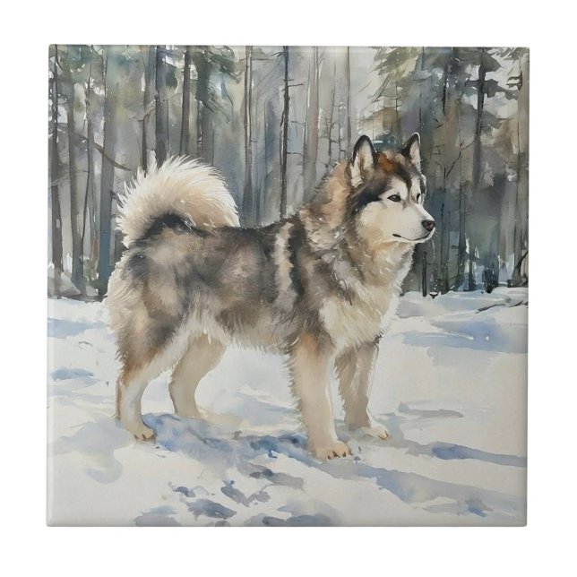 Malamute do Alasca (Frente)