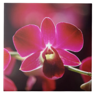 Malásia, Orquídea