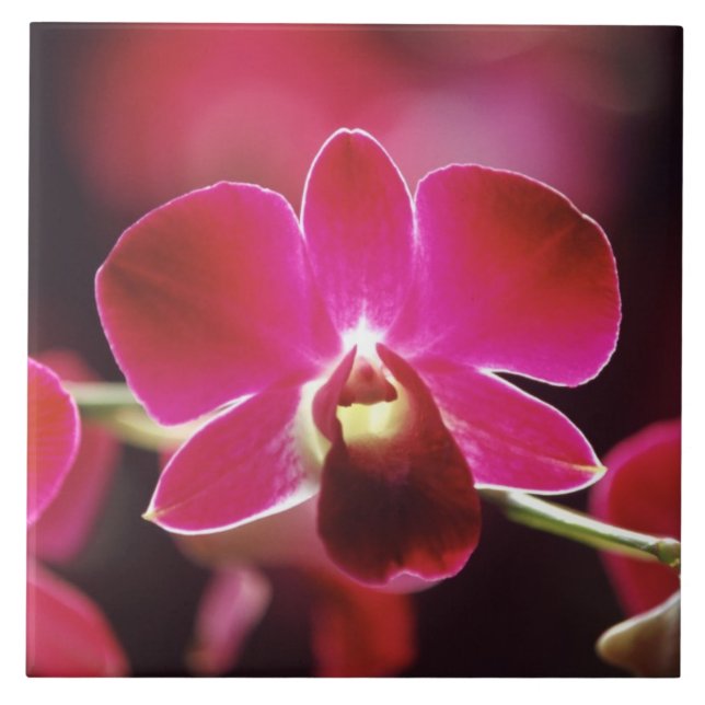 Malásia, Orquídea (Frente)