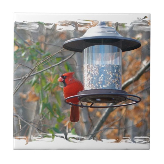 Male Cardinal (Frente)