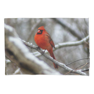 Male Cardinal