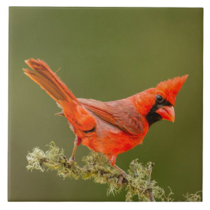 Male Cardinal on Limb