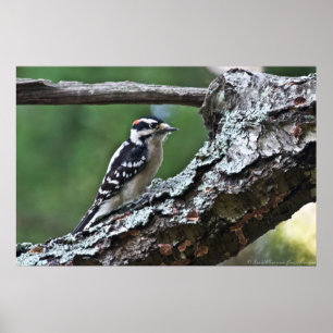 Male Downy Woodpeck num Poster de Limb