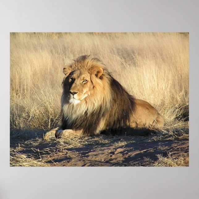 Male Lion Poster (Frente)