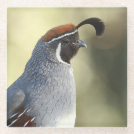 Male Quail