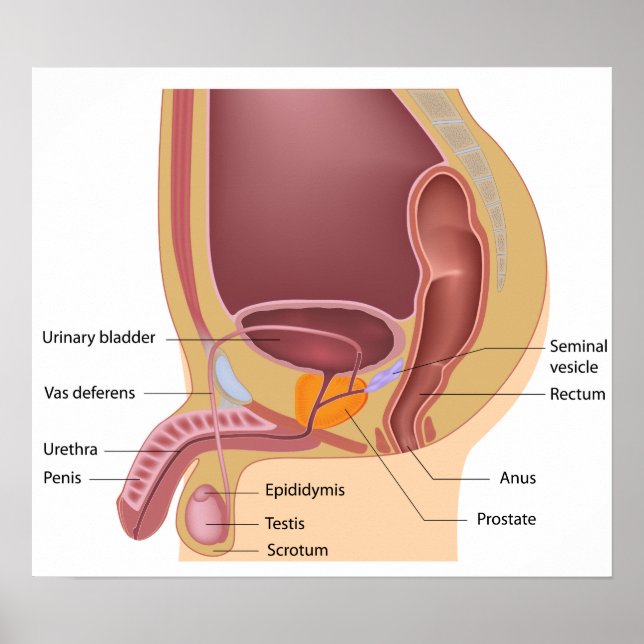 Male reproductive system  Poster (Frente)
