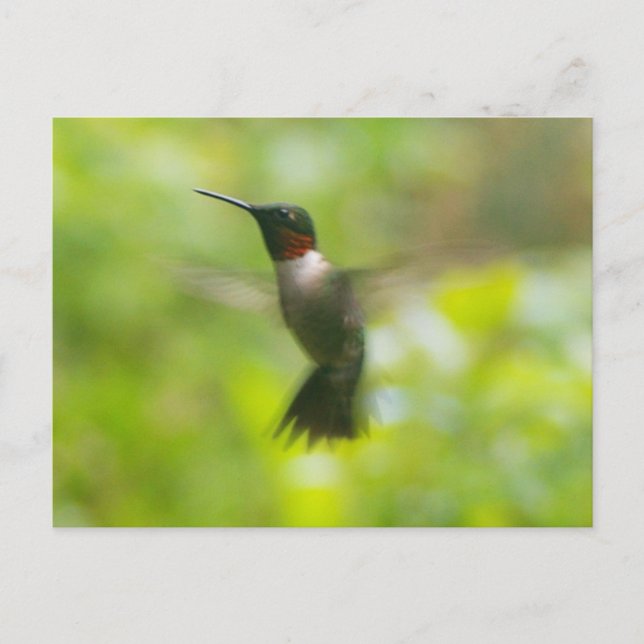 Male Ruby Throat Hummingbird cartão postal (Frente)