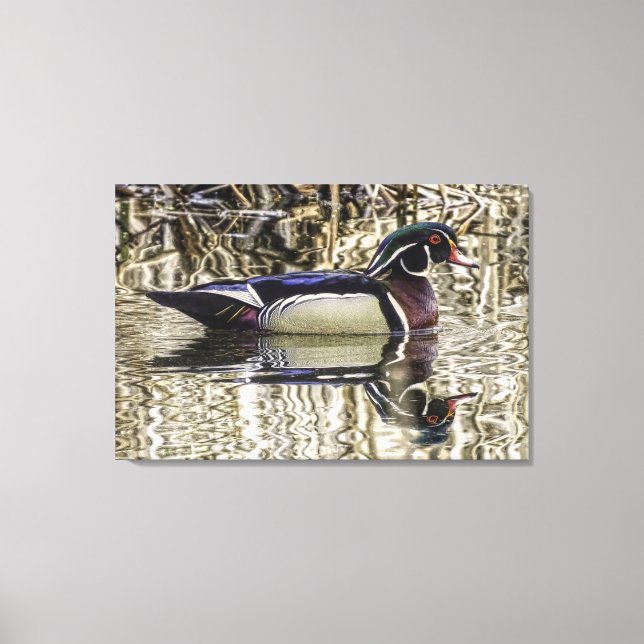 Male wood duck swimming in pond canvas print (Frente)