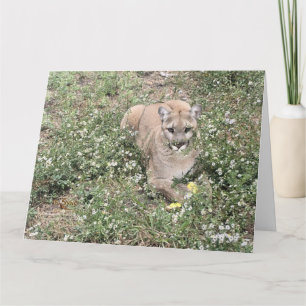 Malice sendo um belo cartão