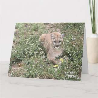 Malice sendo um belo cartão