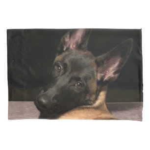 Malinois Dog