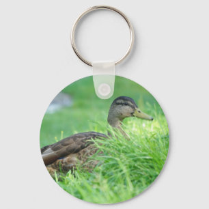 Mallard Chaveiro