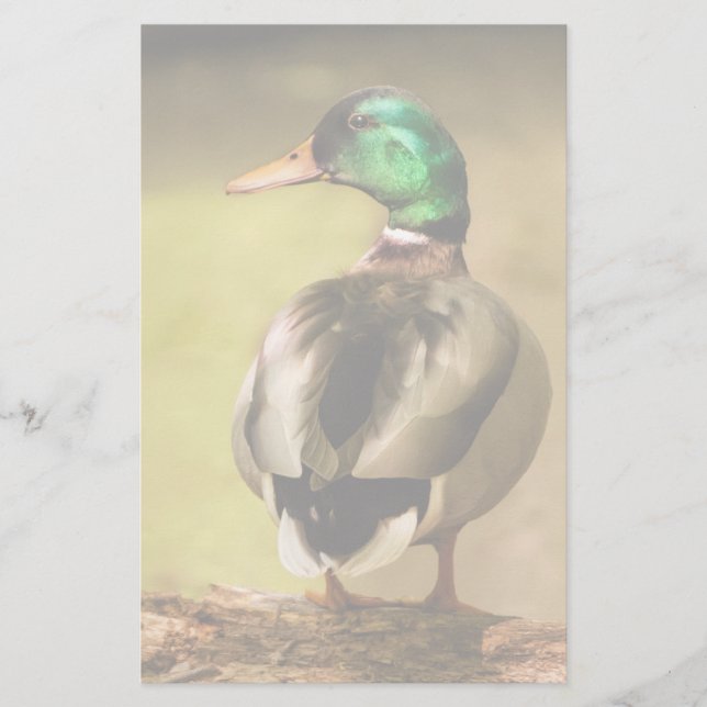 Mallard Duck (Frente)