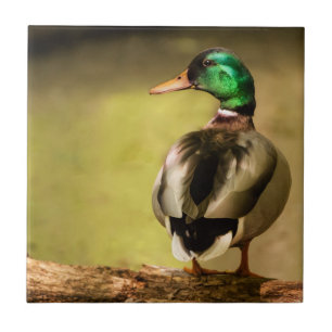 Mallard Duck
