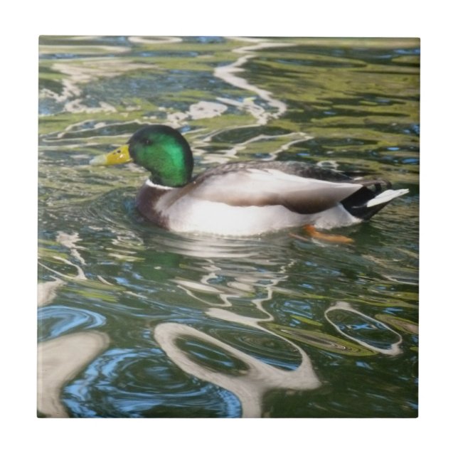 Mallard Duck (Frente)