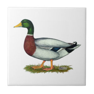 Mallard Duck Drake