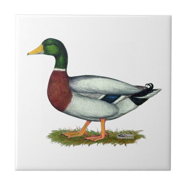 Mallard Duck Drake (Frente)