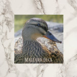 Mallard Duck Hen Azulejo Cerâmico de Fotos<br><div class="desc">Natureza: azulejo cerâmico com a fotografia de vida selvagem de uma galinha de pato Mallard. Selecione o tamanho do seu azulejo. Faz uma trivet de cozinha excelente!</div>
