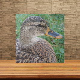 Mallard Duck Hen Wildlife Foto