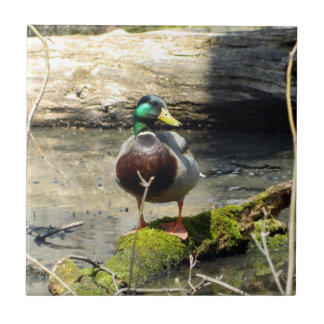 Mallard Duck no Azulejo Decorativo das Florestas