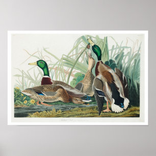 Mallard Duck por Poster Audubon