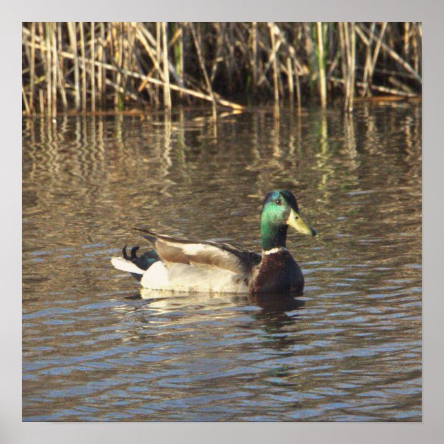Mallard Duck Poster (Frente)