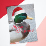 Mallard Duck Vestindo Cartão de Férias Red Santa<br><div class="desc">Um cartão de cartões de natal de Natal brilhante que mostra a colorida imagem fotográfica de um pato Mallard verde vestindo um chapéu vermelho de Papai Noel. Selecione entre um cartão de estilo mate ou brilhante. Um design de animal divertido para o feriado!</div>