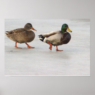 Mallard Ducks em Poster de gelo