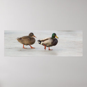 Mallard Ducks em Poster de gelo