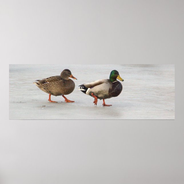 Mallard Ducks em Poster de gelo (Frente)