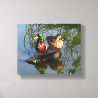 Mallard Ducks nº 2 Canvas