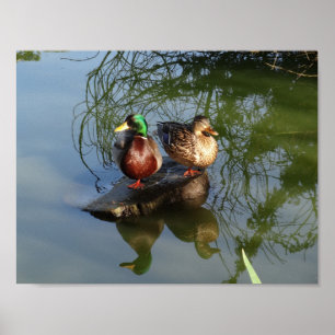 Mallard Ducks nº 2 Poster