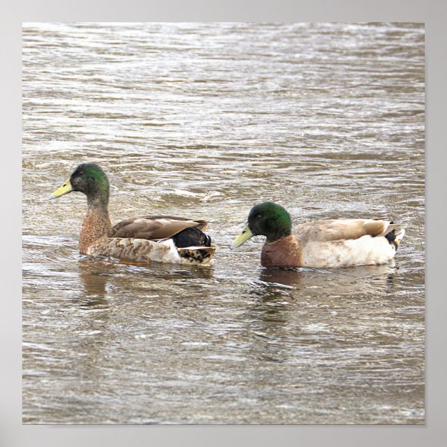 Mallard Ducks Photo Poster (Frente)