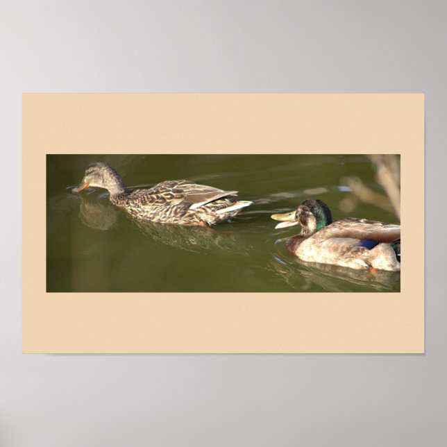 Mallard Ducks Poster (Frente)
