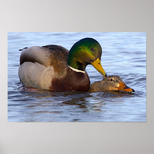 Mallard Ducks Poster (Frente)