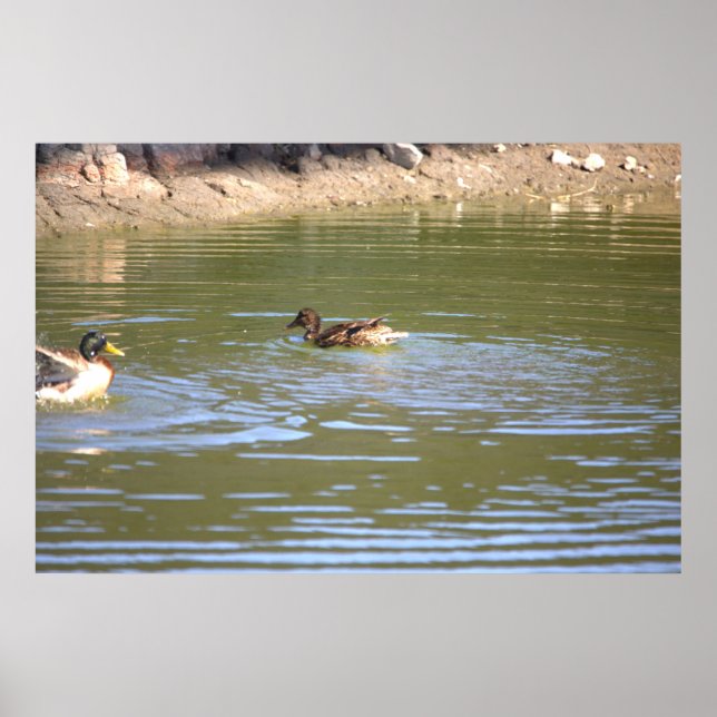 Mallard Ducks Poster (Frente)