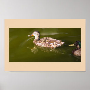 Mallard Ducks Poster