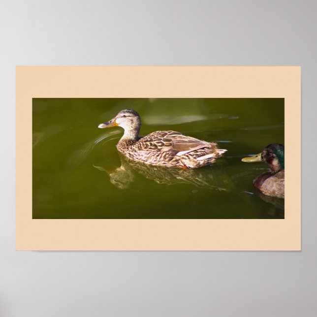 Mallard Ducks Poster (Frente)