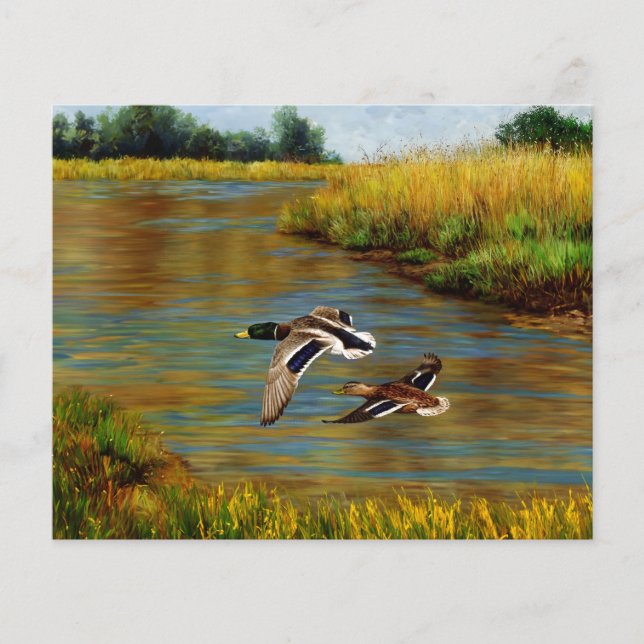 Mallard Ducks Voando Sobre Pond (Frente)