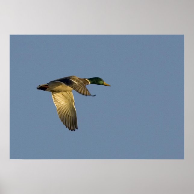 mallard flying in open sky poster (Frente)